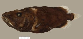 Media type: image;   Ichthyology 165903